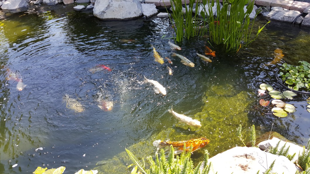 20160702_113801-Aunt-Bs-Koi-Pond-Wide-by-Steph-Abbott